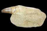 Fossil Rooted Mosasaur (Prognathodon) Tooth In Stone - Morocco #116987-1